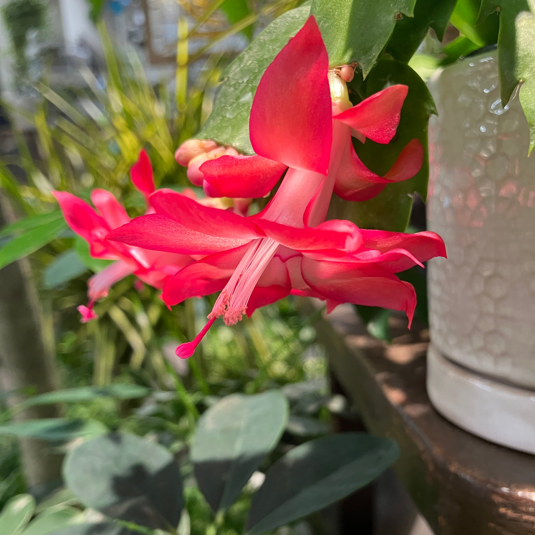 Schlumbergera truncata (Thanksgiving Cactus)