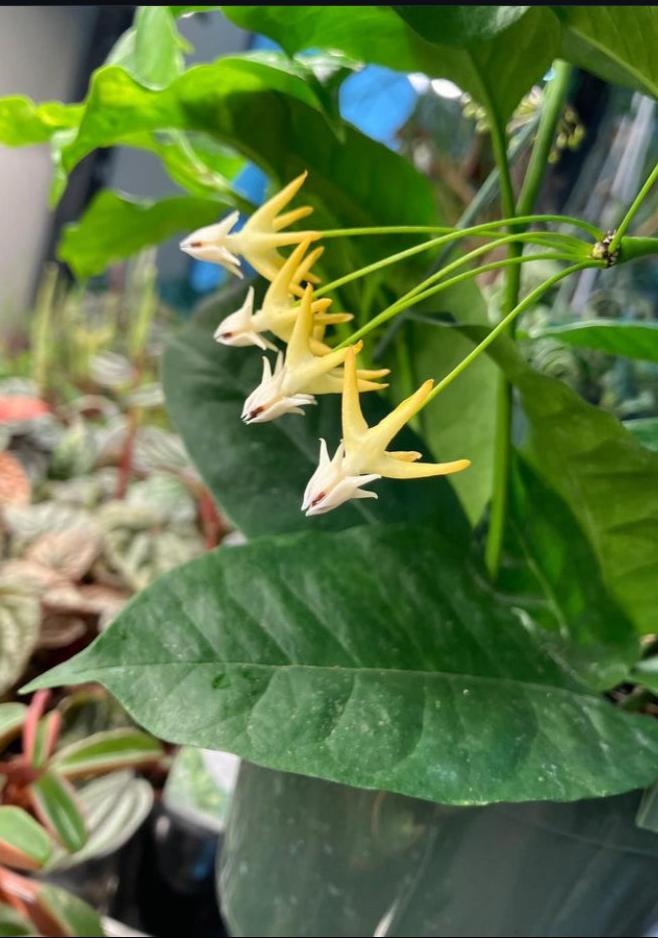 Hoya multiflora (Shooting Star Plant)