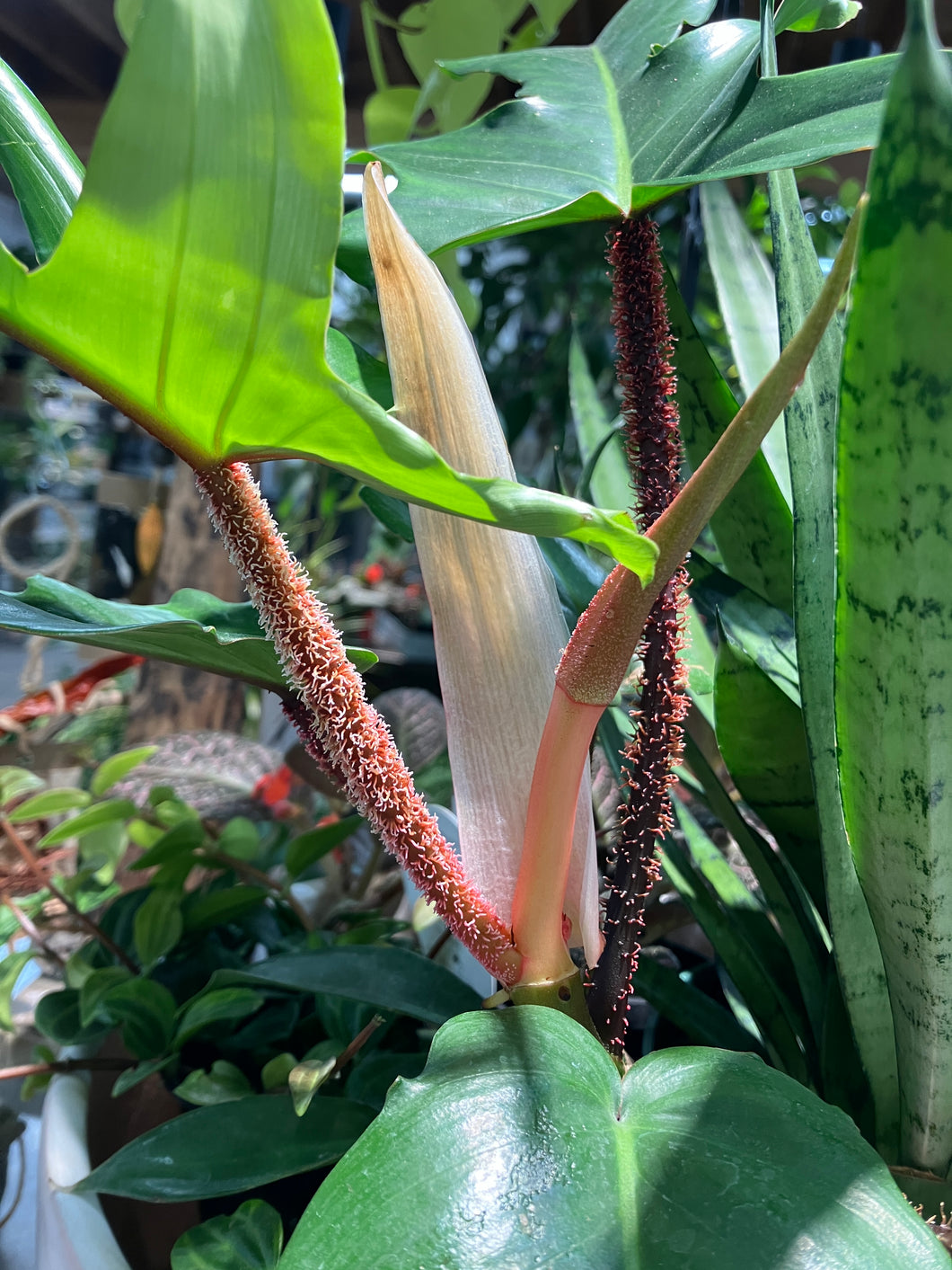 Philodendron squamiferum