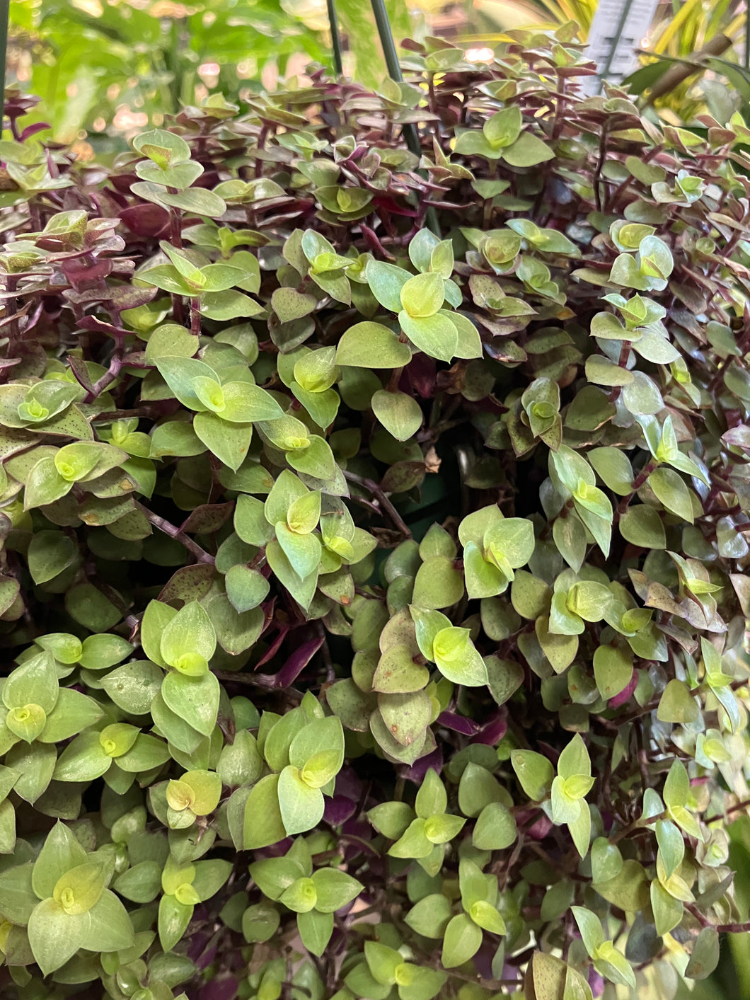 Callisia repens (Turtle Vine)