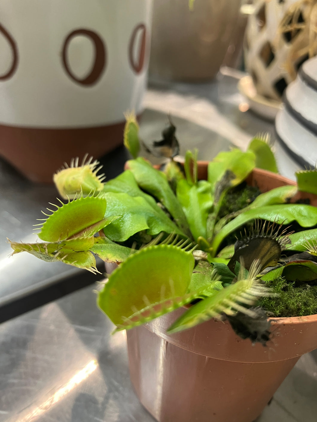 Dionea muscipula (Venus Fly Trap)