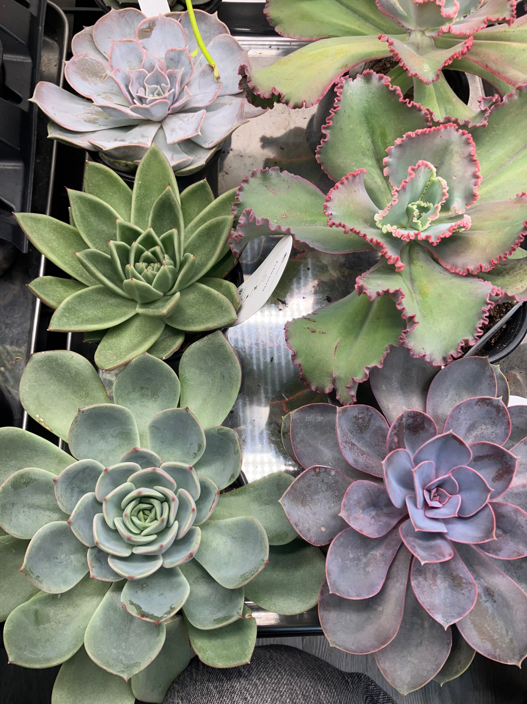 Echeveria assorted – Verdant Yakima