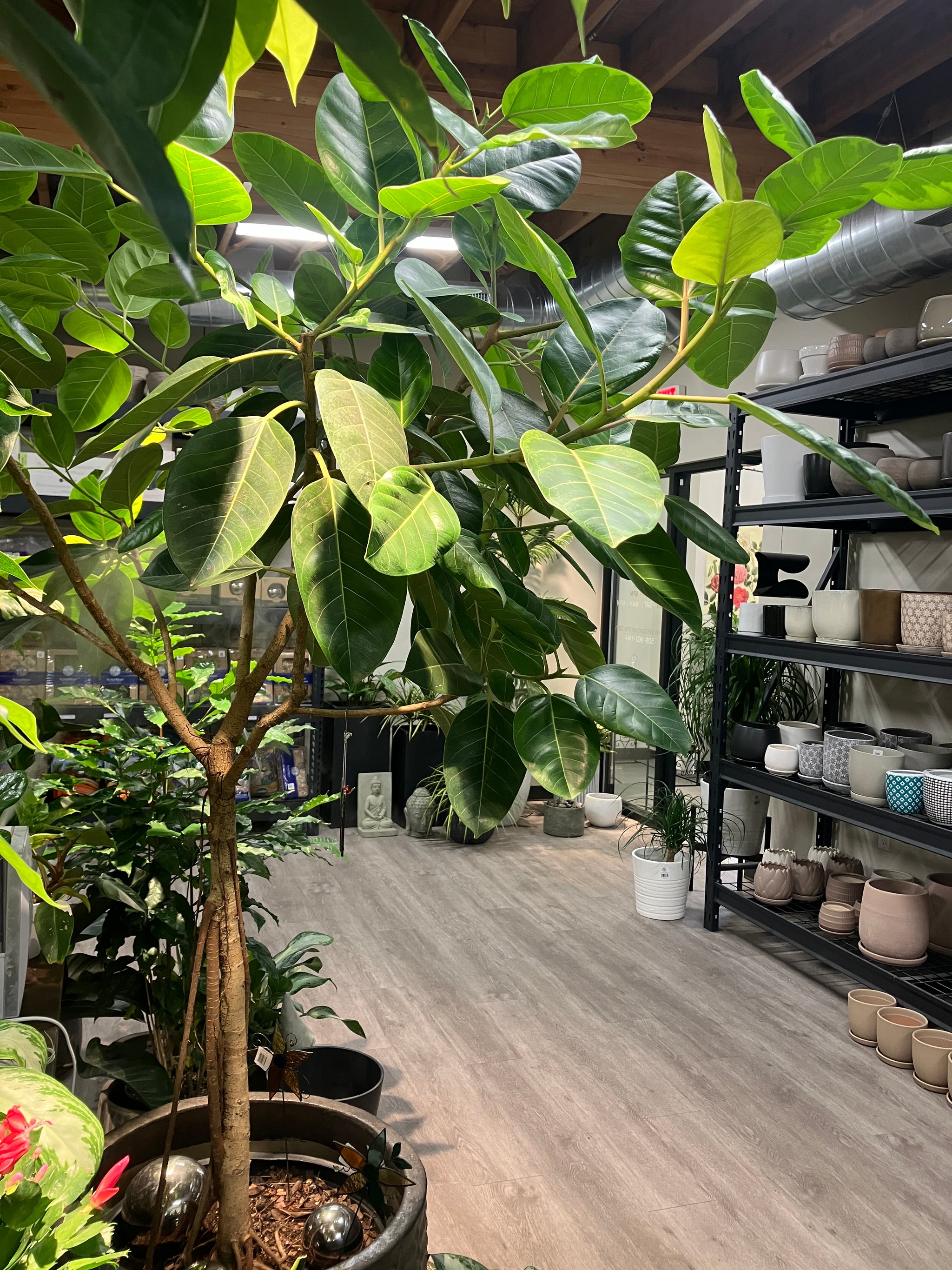 ficus altissima for sale Ficus altissima – Verdant Yakima
