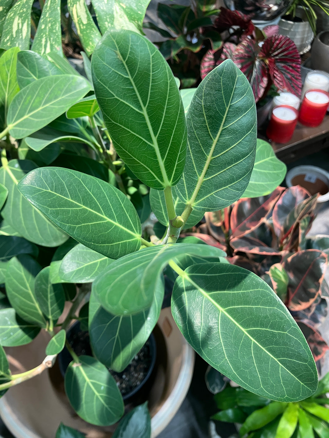 ficus beng audrey Ficus beng. Audrey