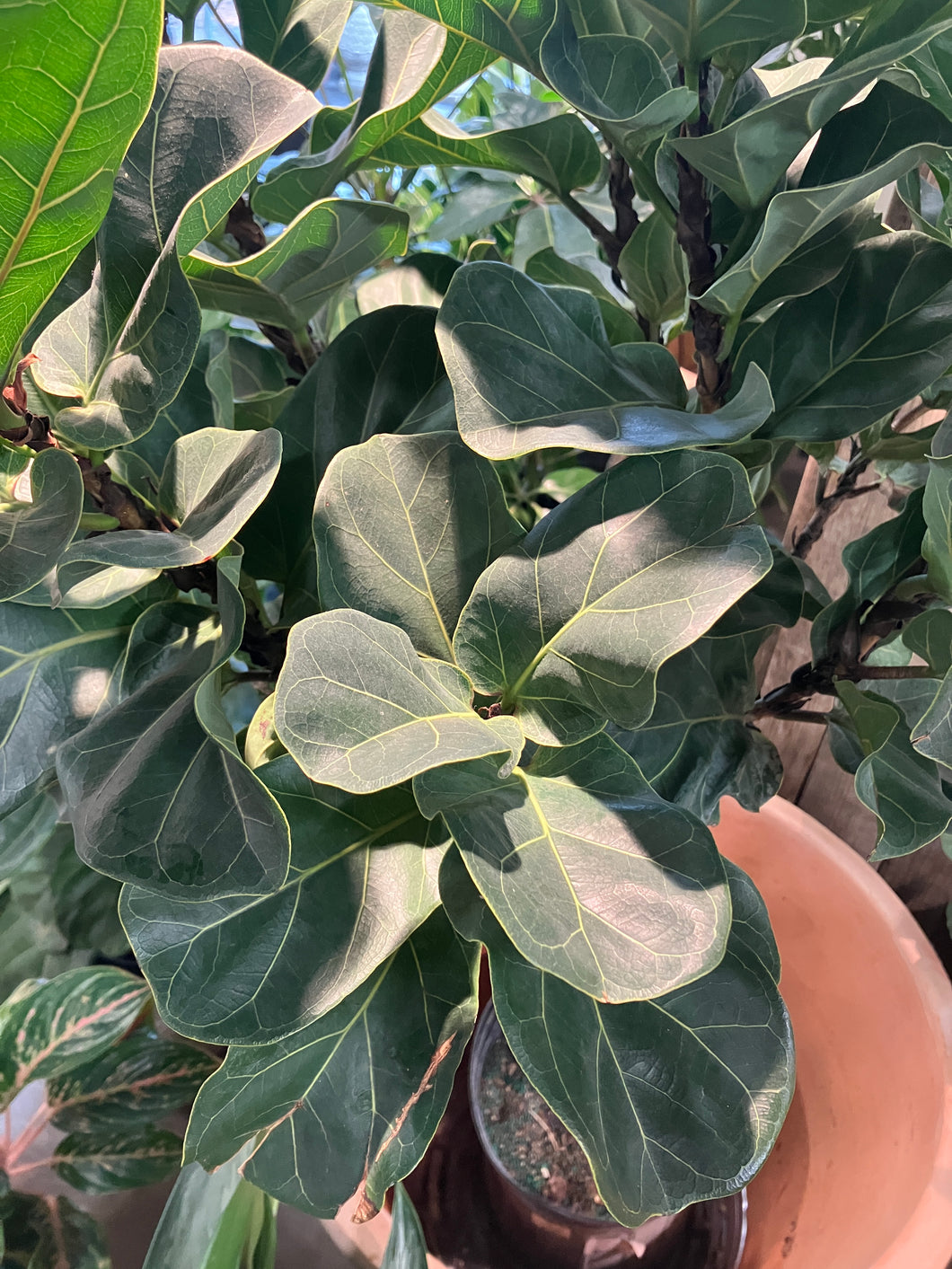 Ficus lyrata comp. 'Bambino' - standard (Little Fiddle-Leaf Fig)