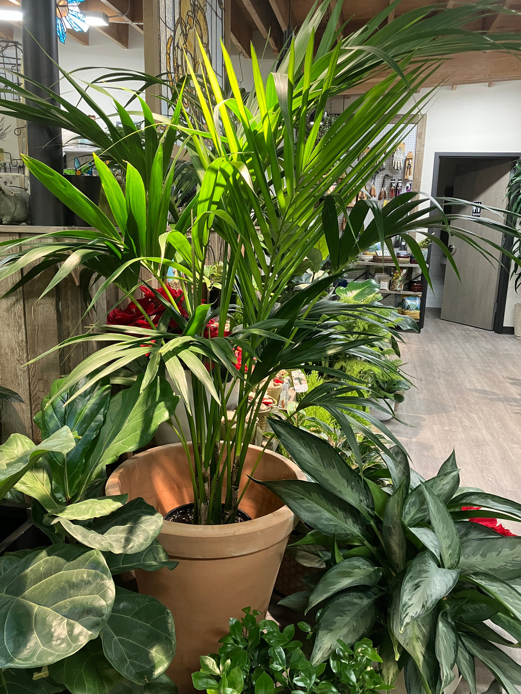 Howea forsteriana (Kentia Palm)