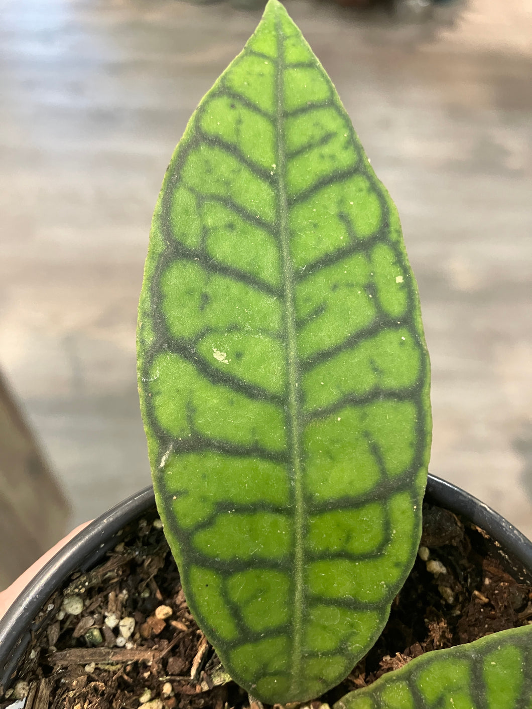 Hoya callistophylla 'Kalimantan'