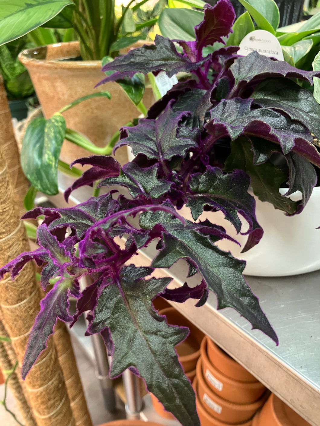 Gynura aurantiaca (Purple passion vine)