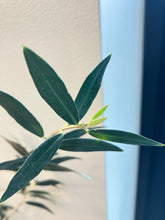 Load image into Gallery viewer, Olea europaea (Olive)
