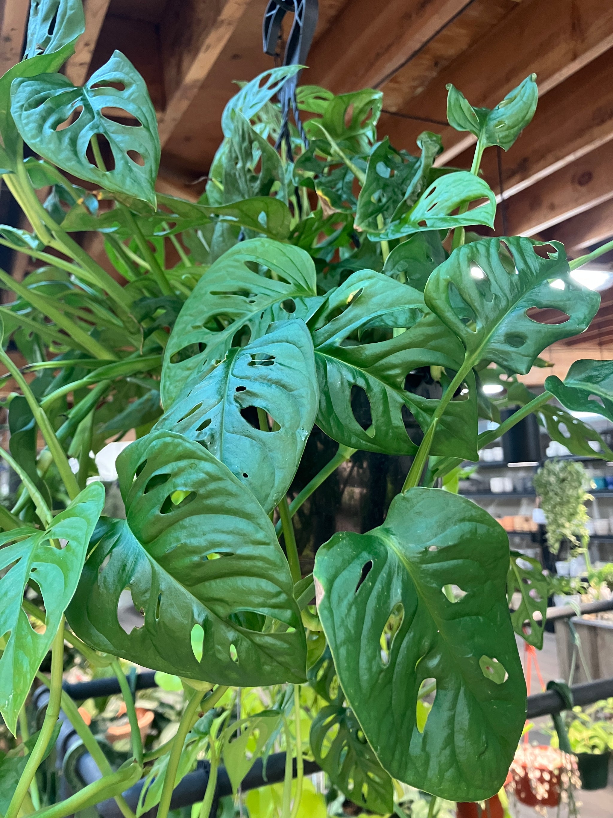 real swiss cheese plant Monstera adansonii (Adanson's Swiss Cheese Plant) – Verdant Yakima