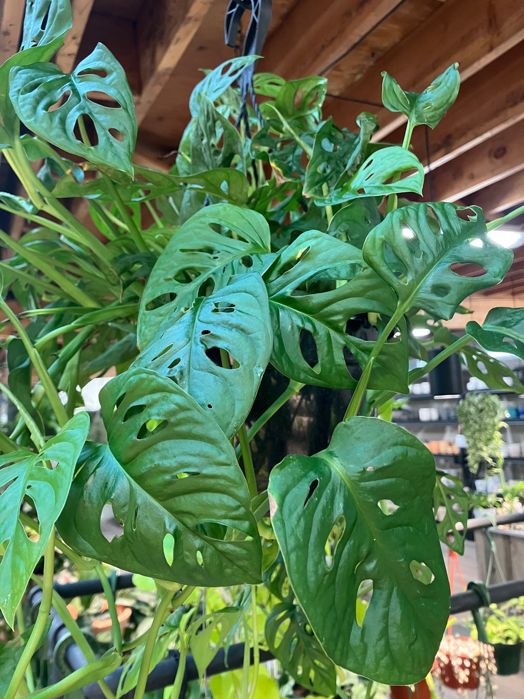 Monstera adansonii (Adanson's Swiss Cheese Plant)