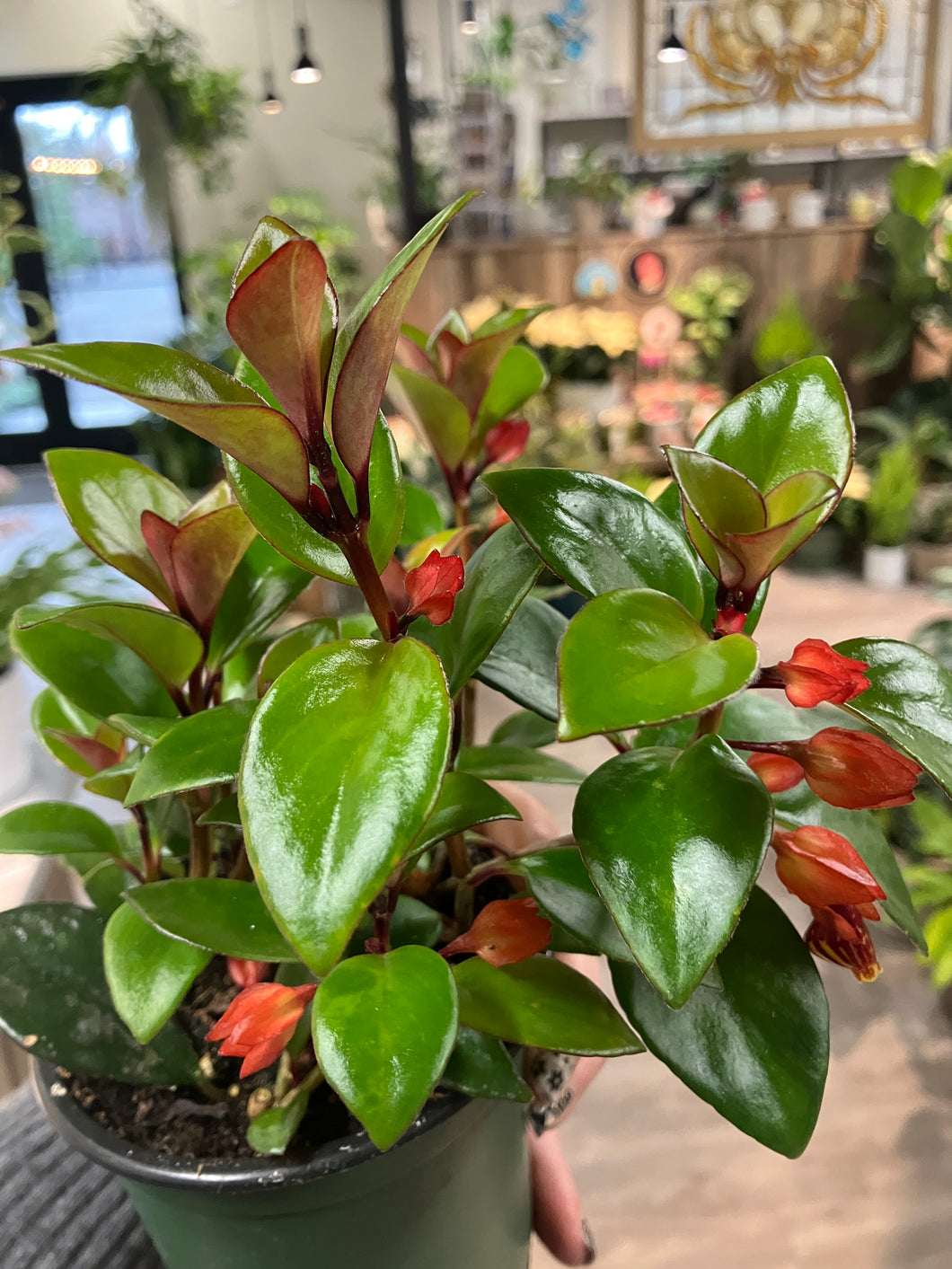 Nematanthus 'Tropicana'