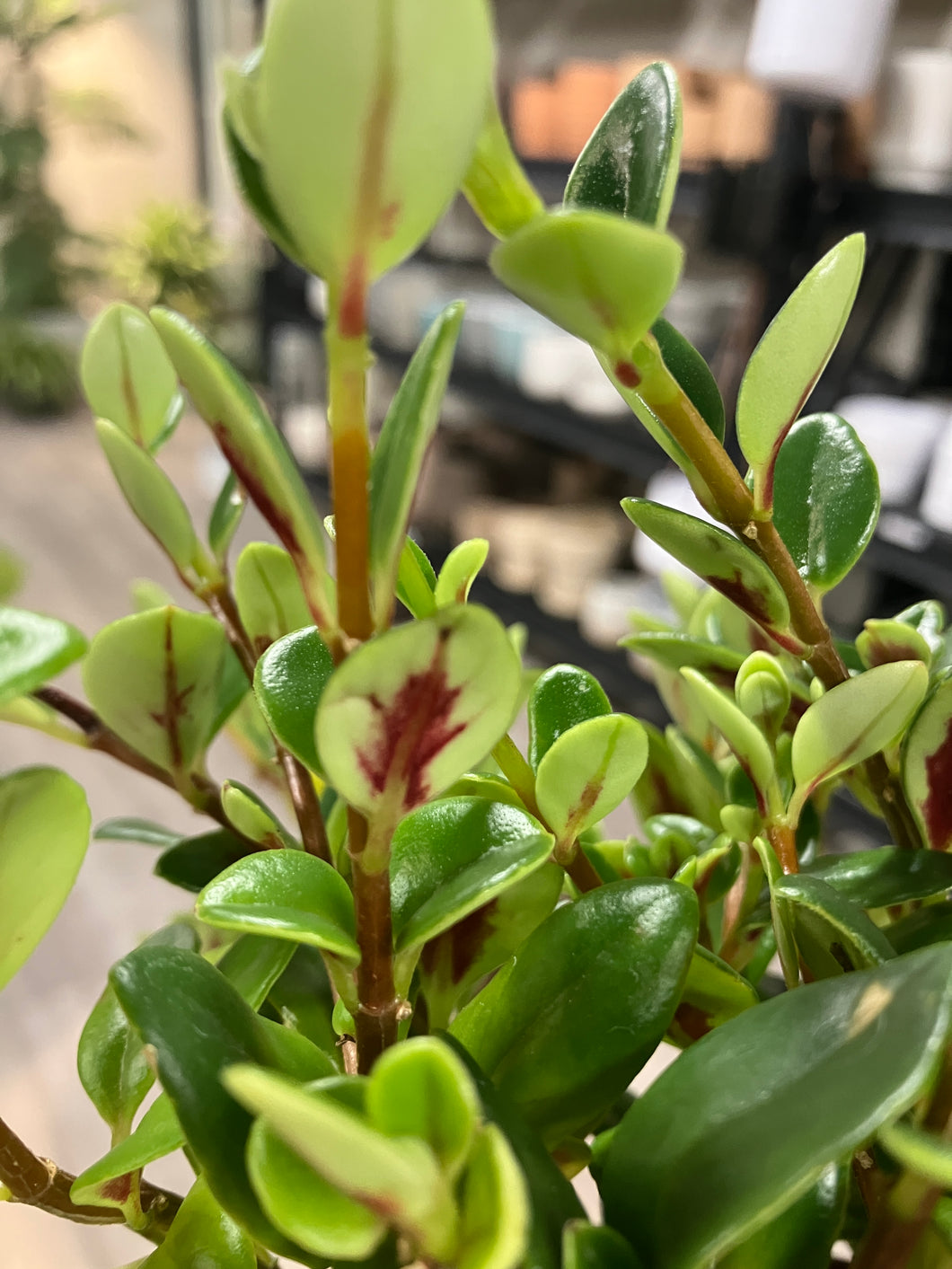 Nematanthus greg. 'Shady Lady Marlene' (Goldfish Plant)