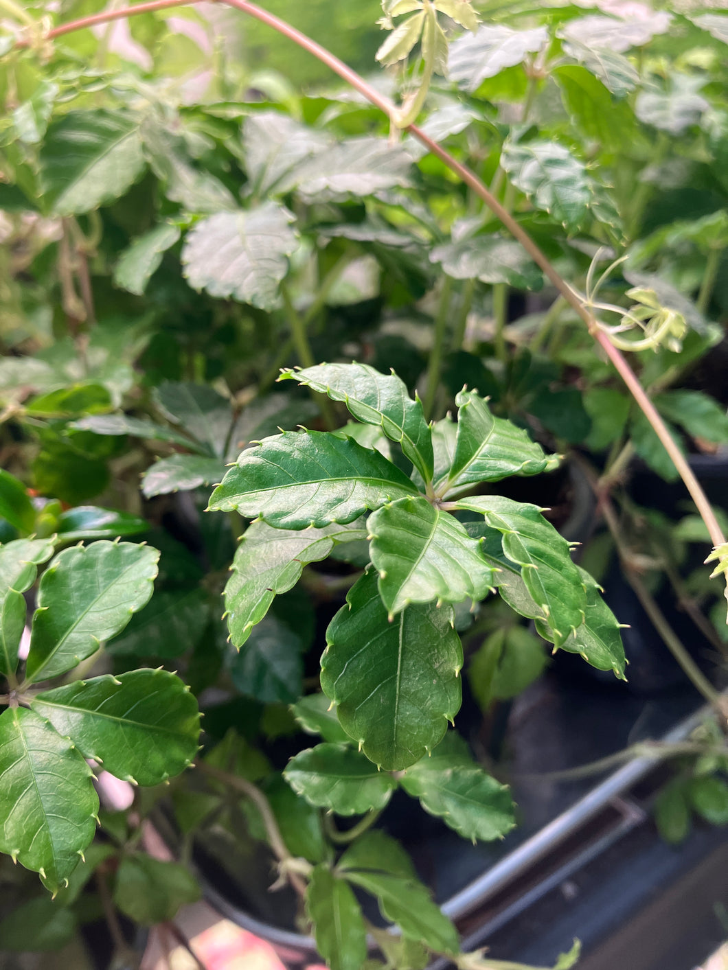 Parthenocissus striata (sugar vine)