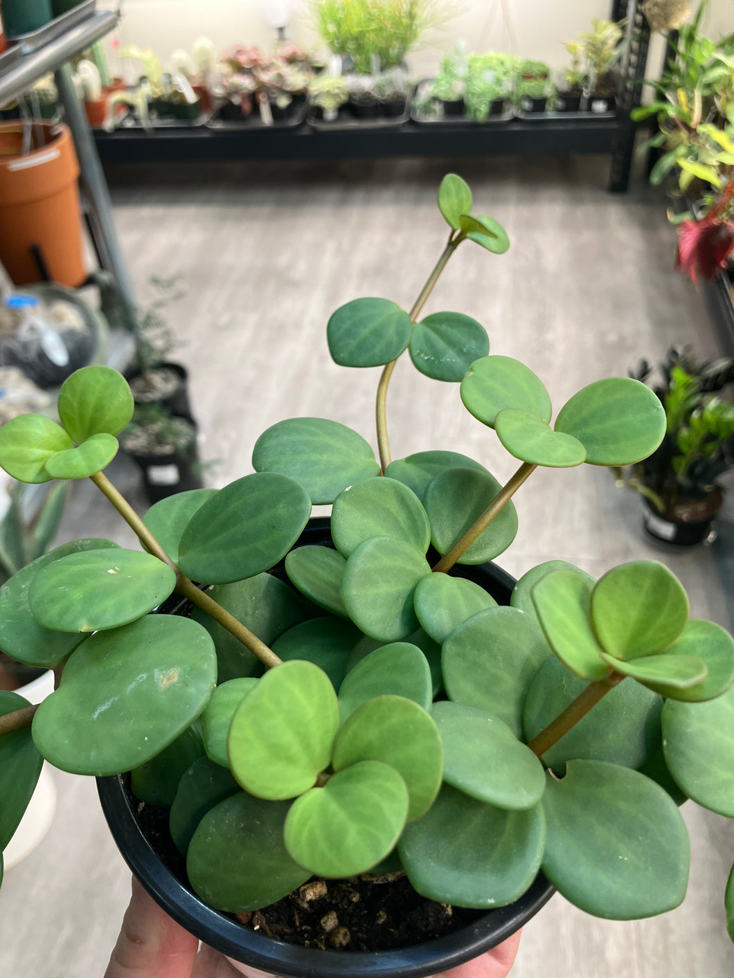 Peperomia 'Hope'