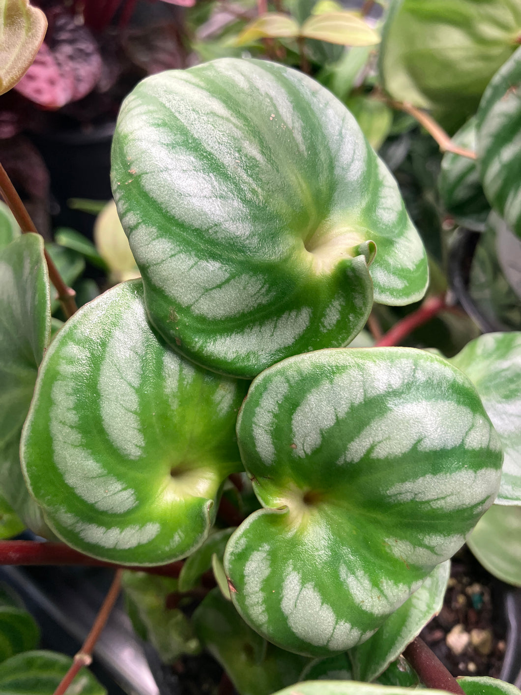 Peperomia 'Watermelon'