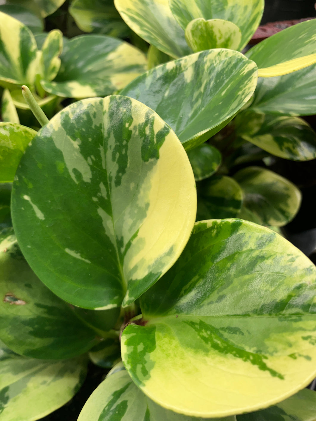 Peperomia obtusifolia 'Marble'