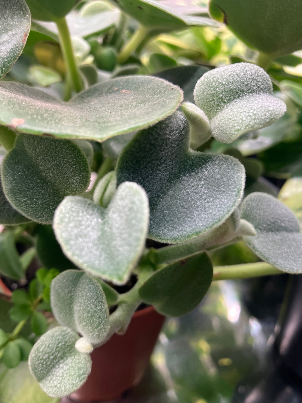 Peperomia incana (felted peperomia)