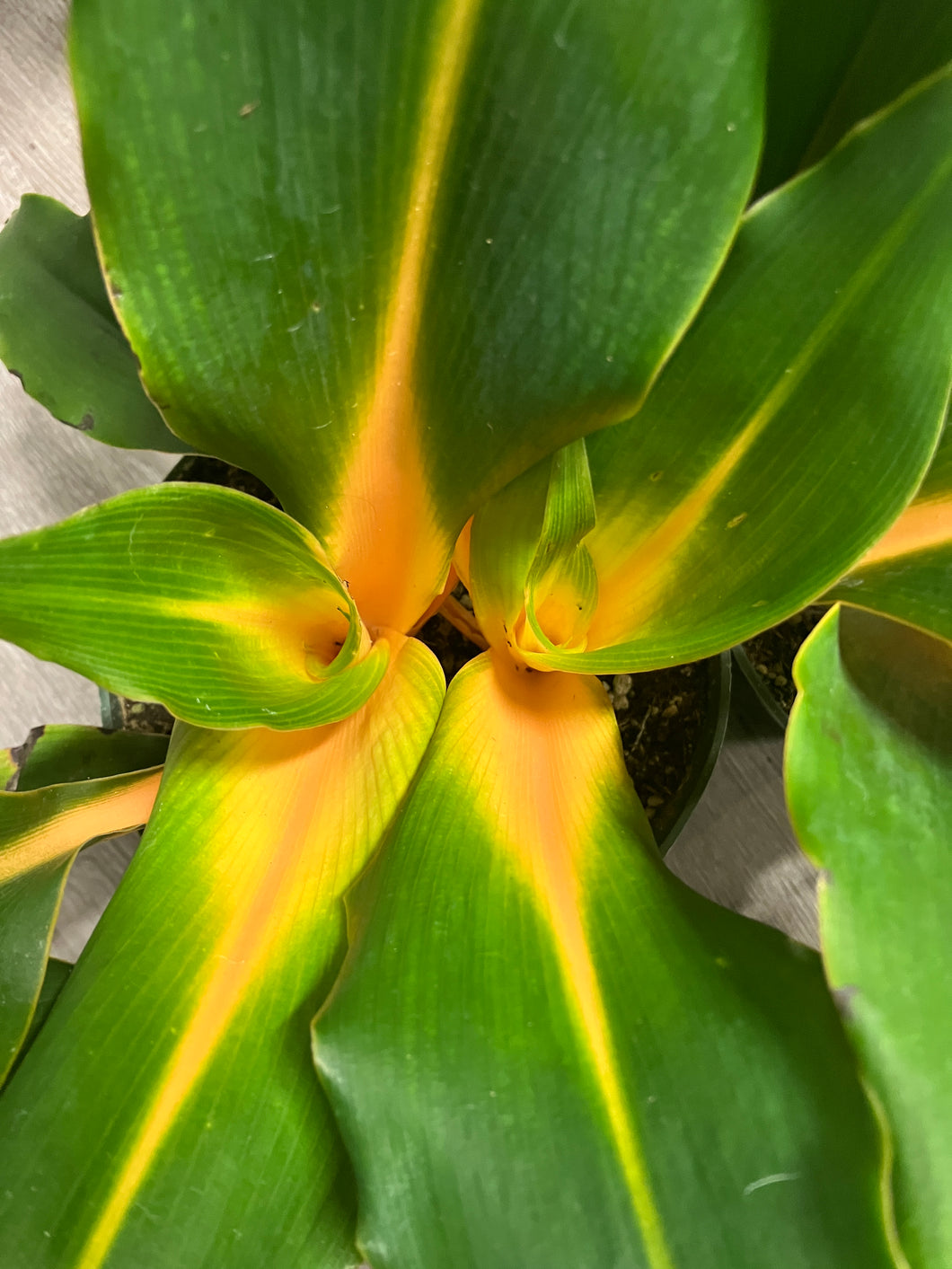 Chlorophytum am. 'Orange Mandarin' (Spider Plant)