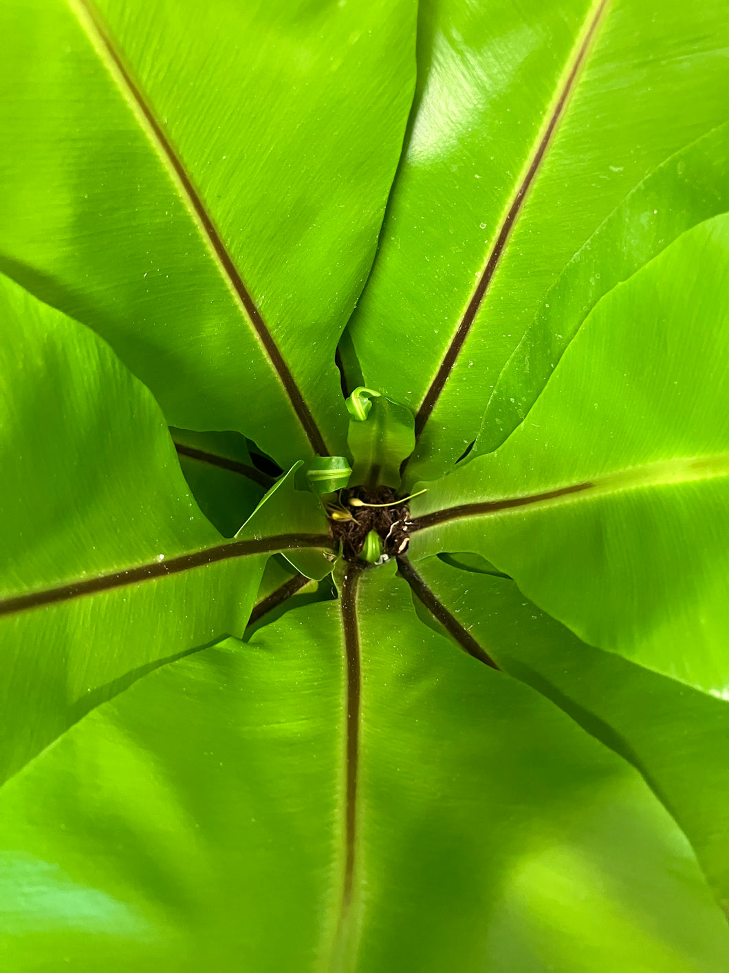 Asplenium nidus