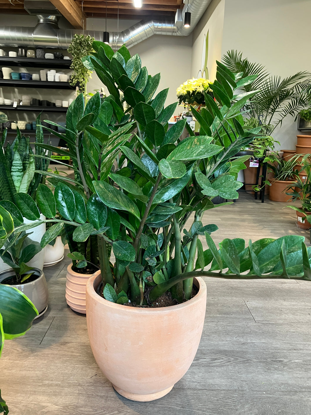 Zamioculcas zamiifolia (ZZ Plant)