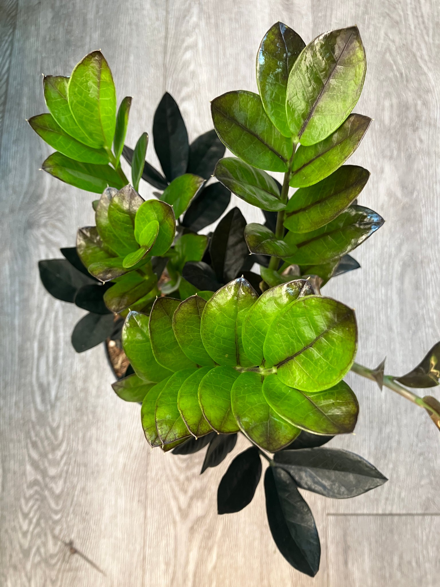 plant zz raven Zamioculcas zamiifolia 'Raven' (ZZ Plant) – Verdant Yakima