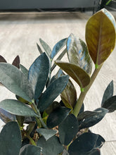 Load image into Gallery viewer, Zamioculcas zamiifolia &#39;Raven&#39; (ZZ Plant)
