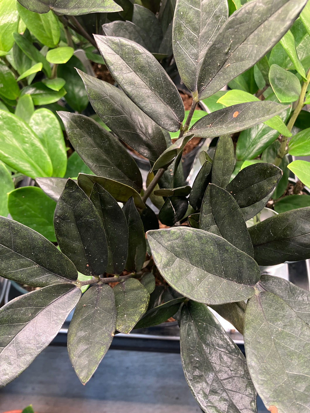 Zamioculcas zamiifolia 'Super Nova' (ZZ Plant)