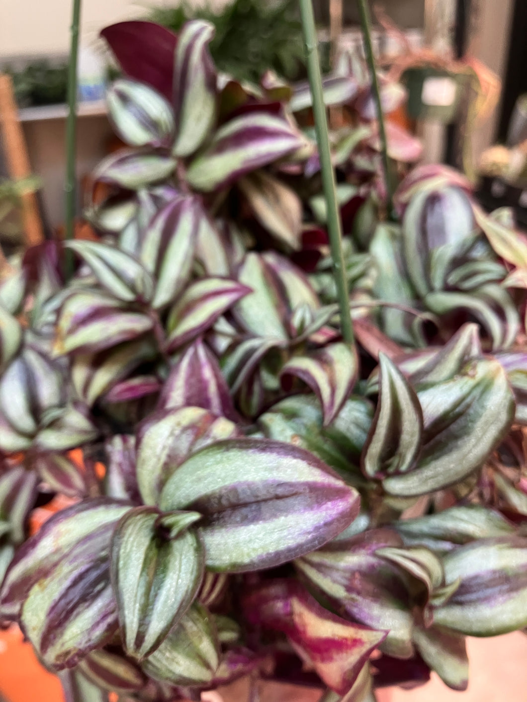 Tradescantia zebrina purple