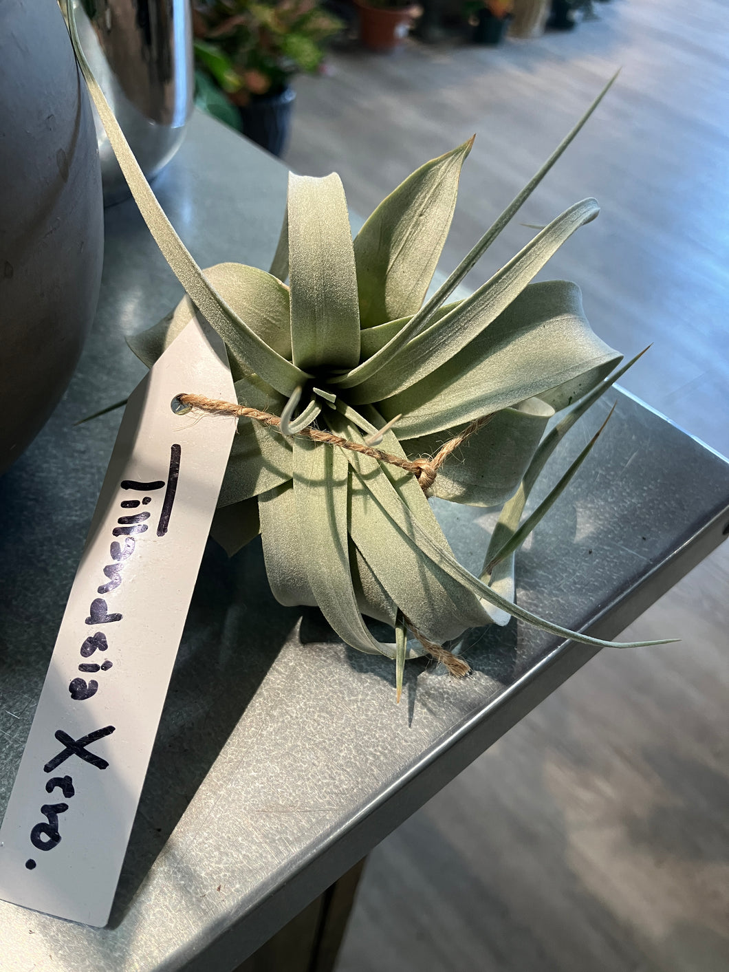 tillandsia xerographica air plant Tillandsia xerographica (Air plant)