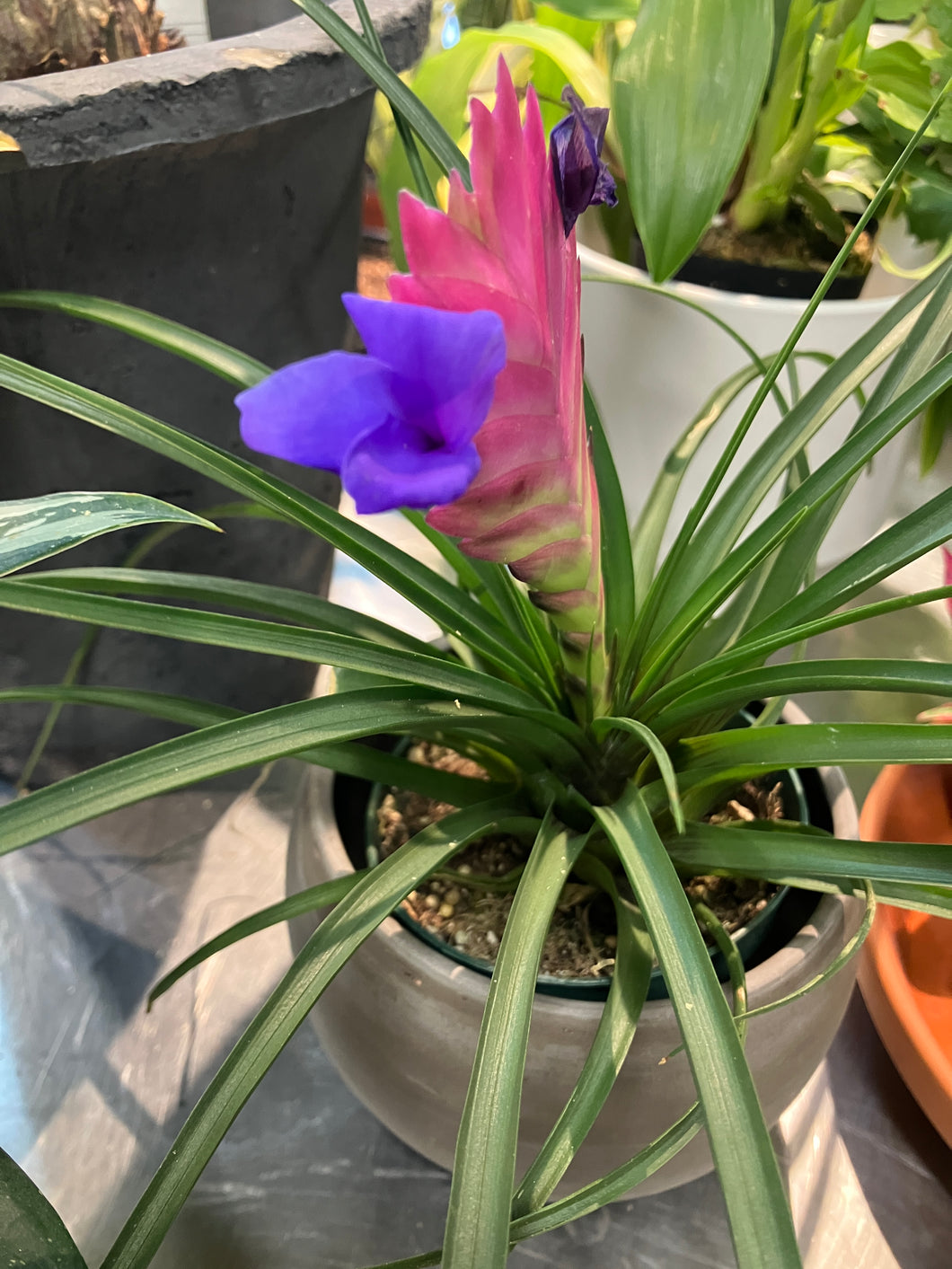 tillandsia cyanea air plant Tillandsia cyanea (Pink Quill Airplant) – Verdant Yakima
