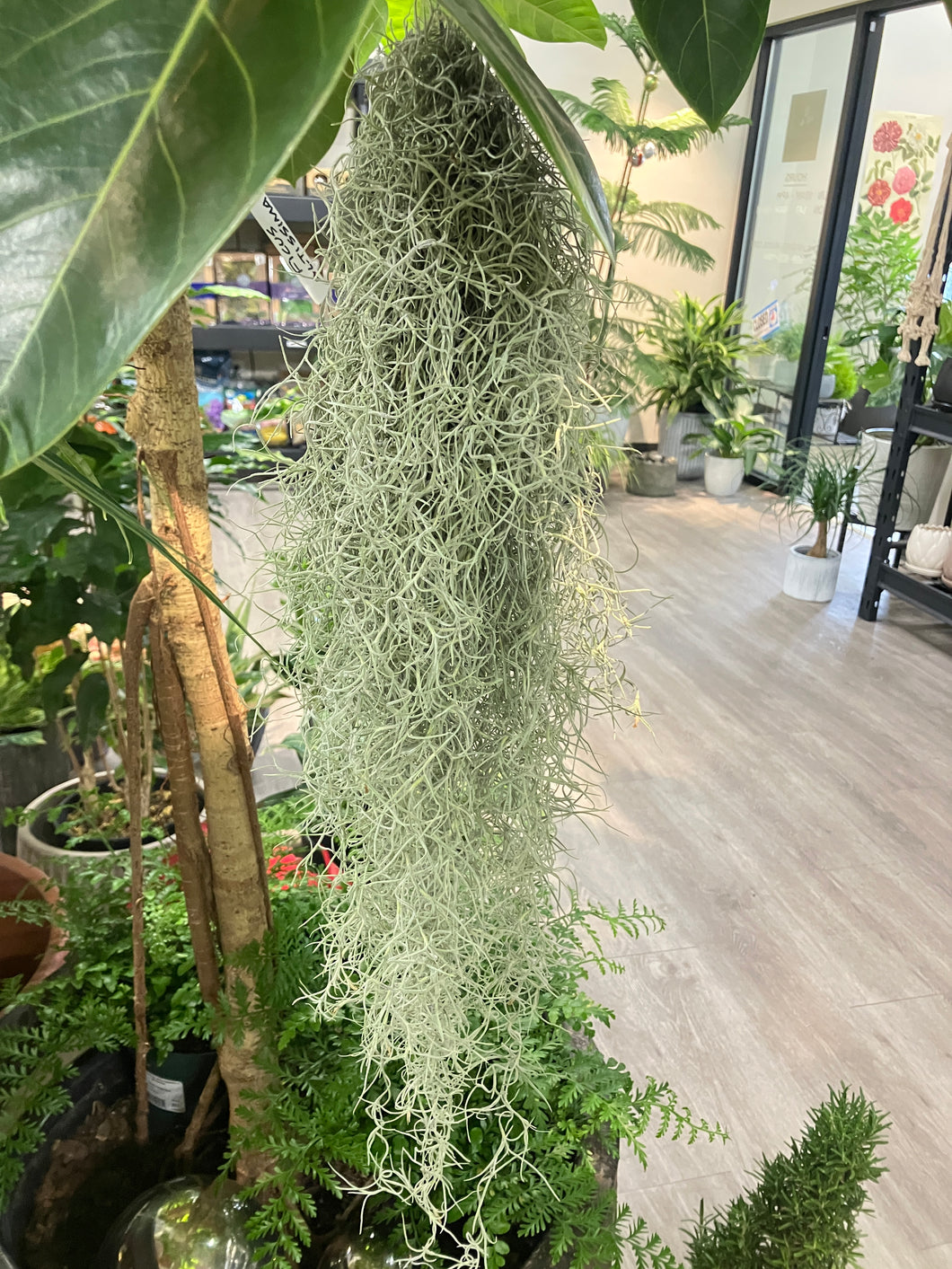 Tillandsia usneoides