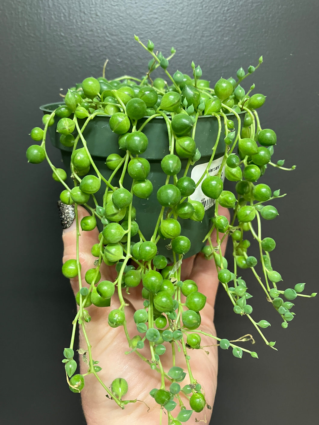 Senecio rowleyanus (String of Pearls)