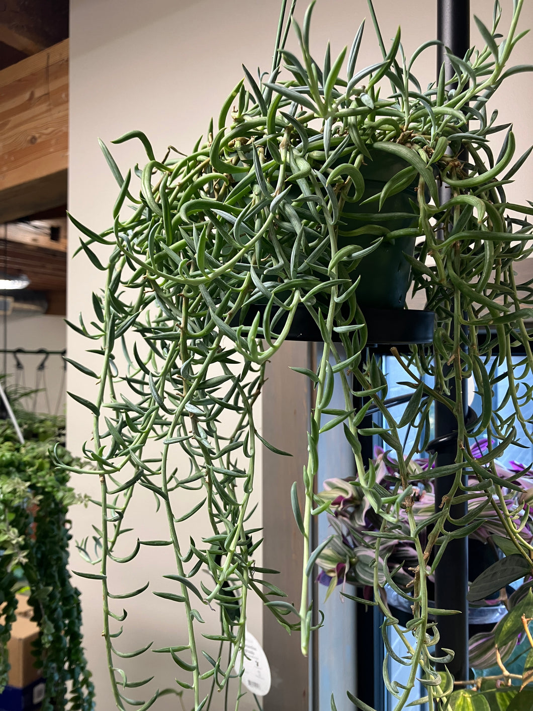 Senecio radicans (Fish Hooks)