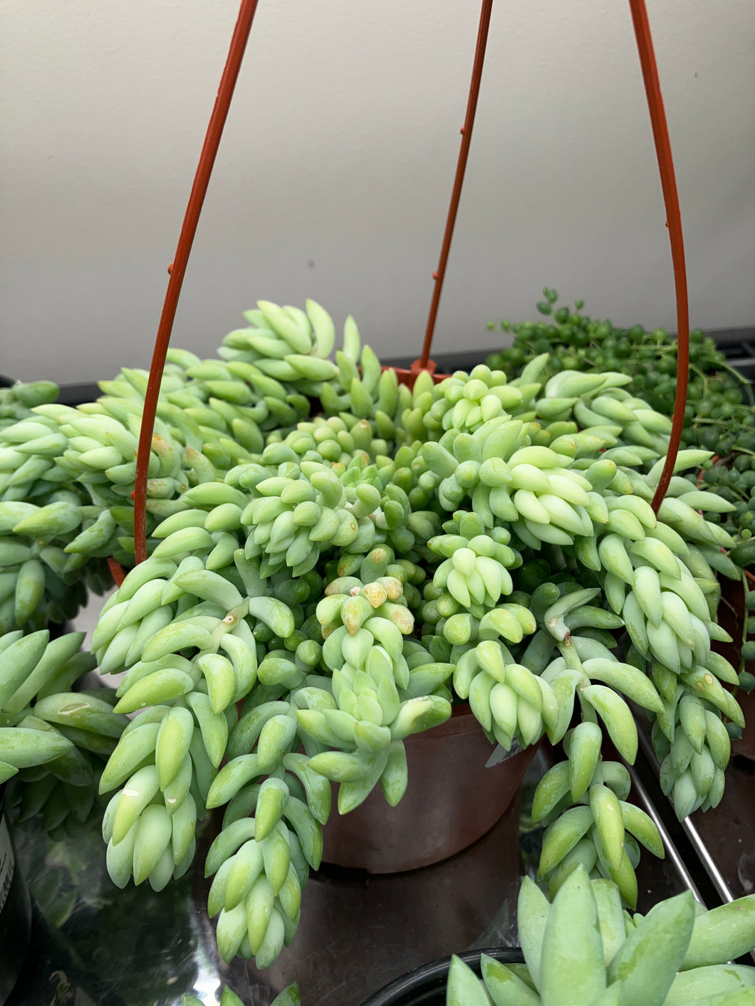 Sedum morganianum (Burro's Tail)