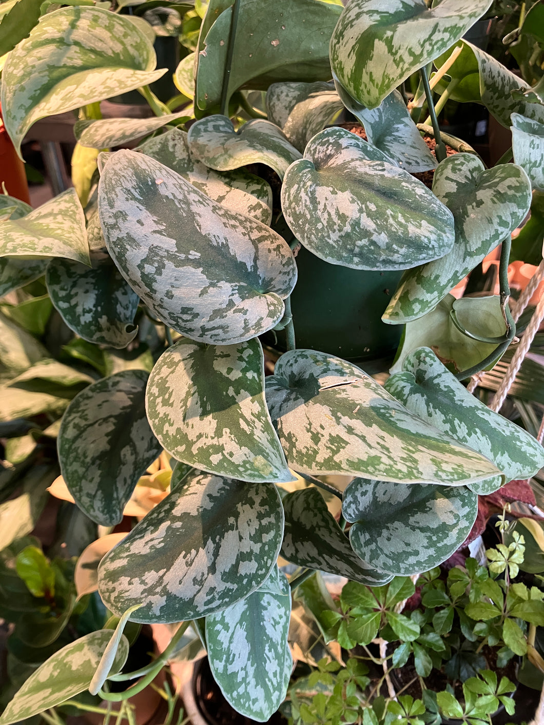 Scindapsus pict 'Exotica' (Satin Pothos)