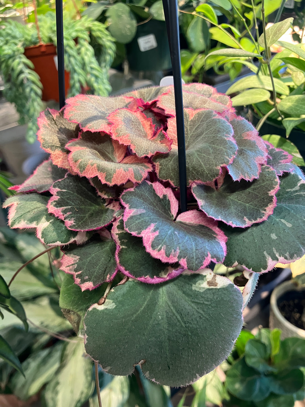 Saxifraga stolonifera 'Tricolor' (Strawberry Begonia)