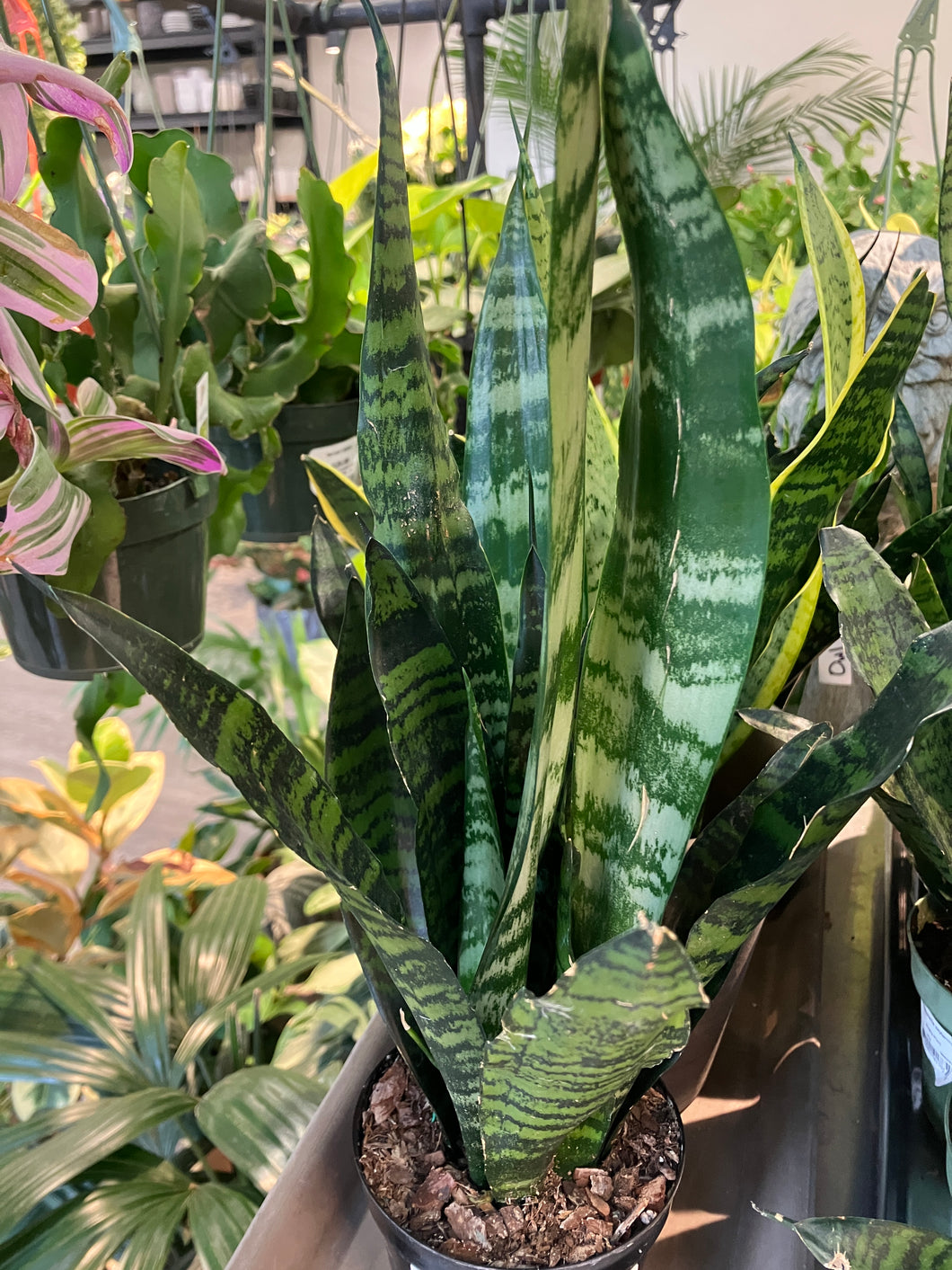 black coral snake plants Sansevieria tri. 'Black Coral' (Snake Plant) – Verdant Yakima