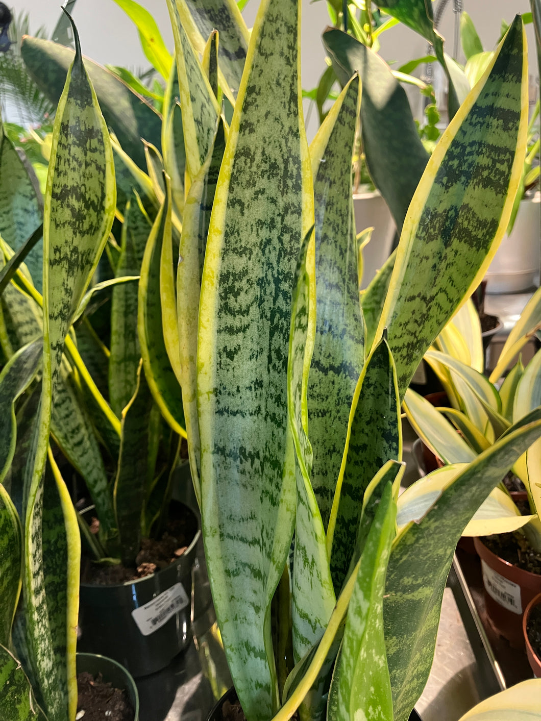 Sansevieria tri. var. laurentii (snake plant)