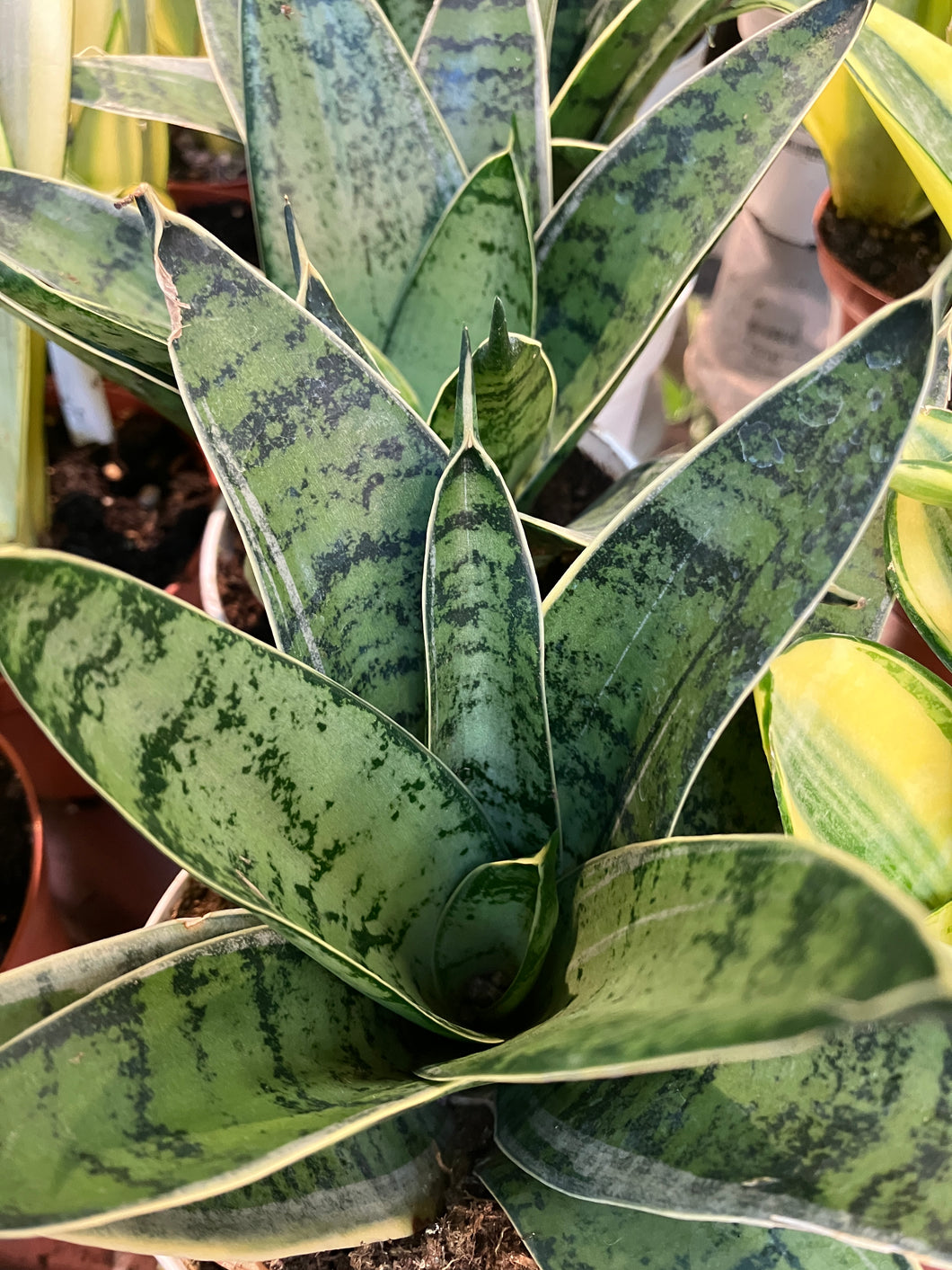 sansevieria silver hahnii Sansevieria hahnii 'Silver Star' – Verdant Yakima