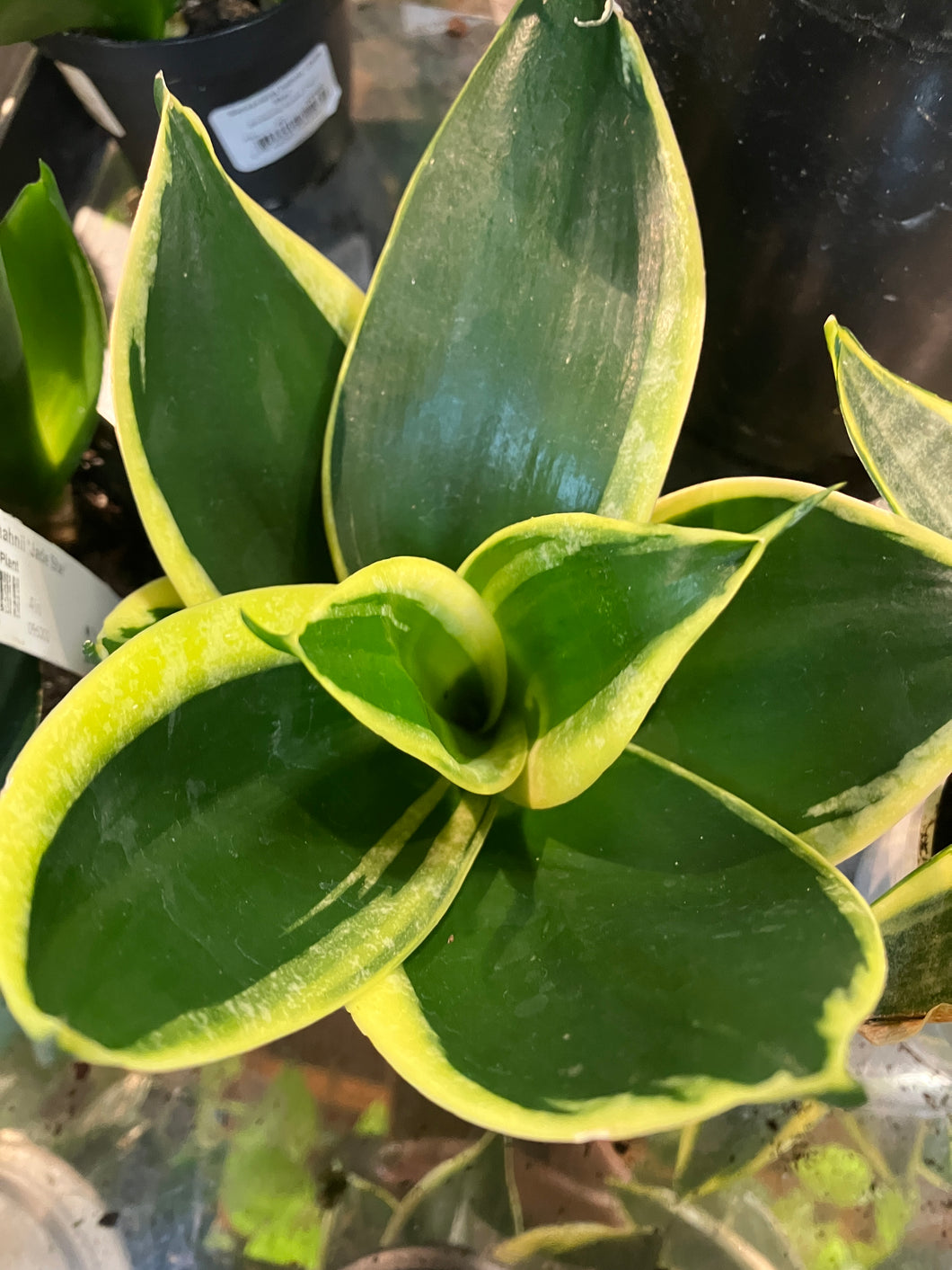 Sansevieria hahnii 'Black Star'