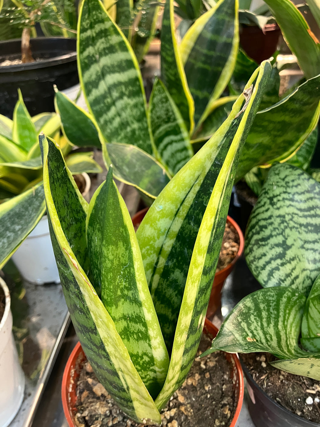 futura superba sansevieria Sansevieria tri. 'Futura Superba' – Verdant Yakima