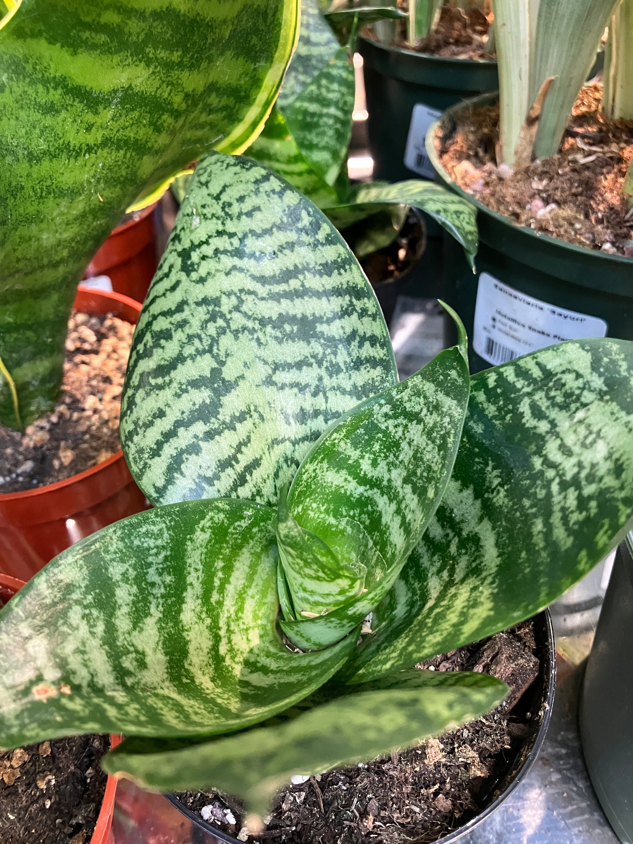 hanii snake plant Sansevieria hahnii (Birds nest Snake Plant) – Verdant Yakima