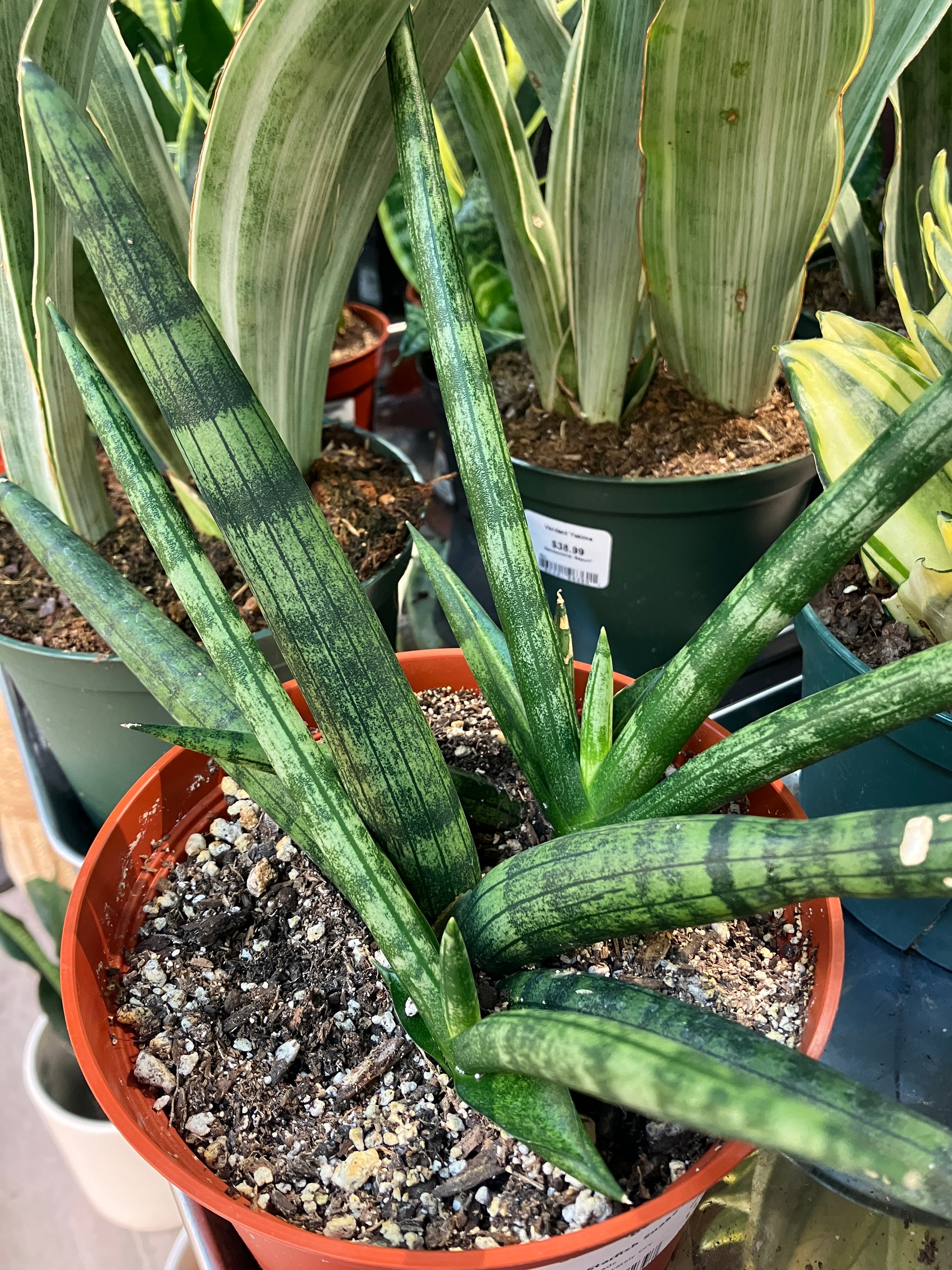 Sanseveria 'Boncel' – Verdant Yakima