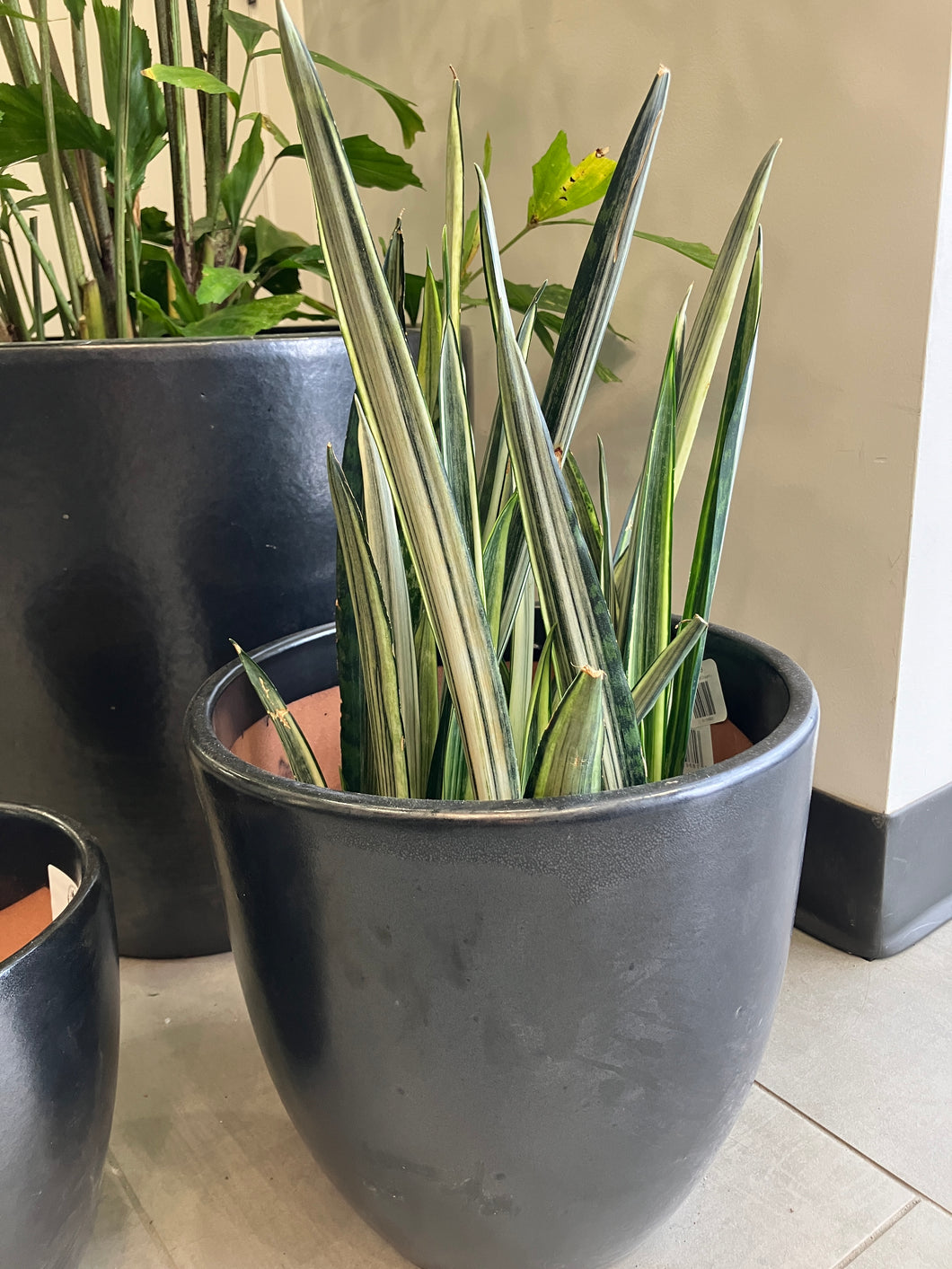 bantel's sensation snake plant decor Sansevieria tri. 'Bantel's Sensation' (Snake Plant) – Verdant Yakima