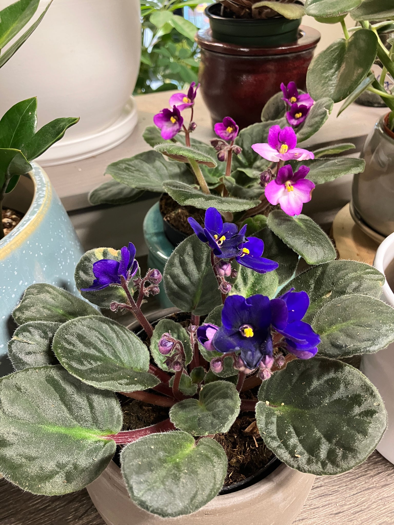 african violet succulent Saintpaulia ionantha (African Violet) – Verdant Yakima