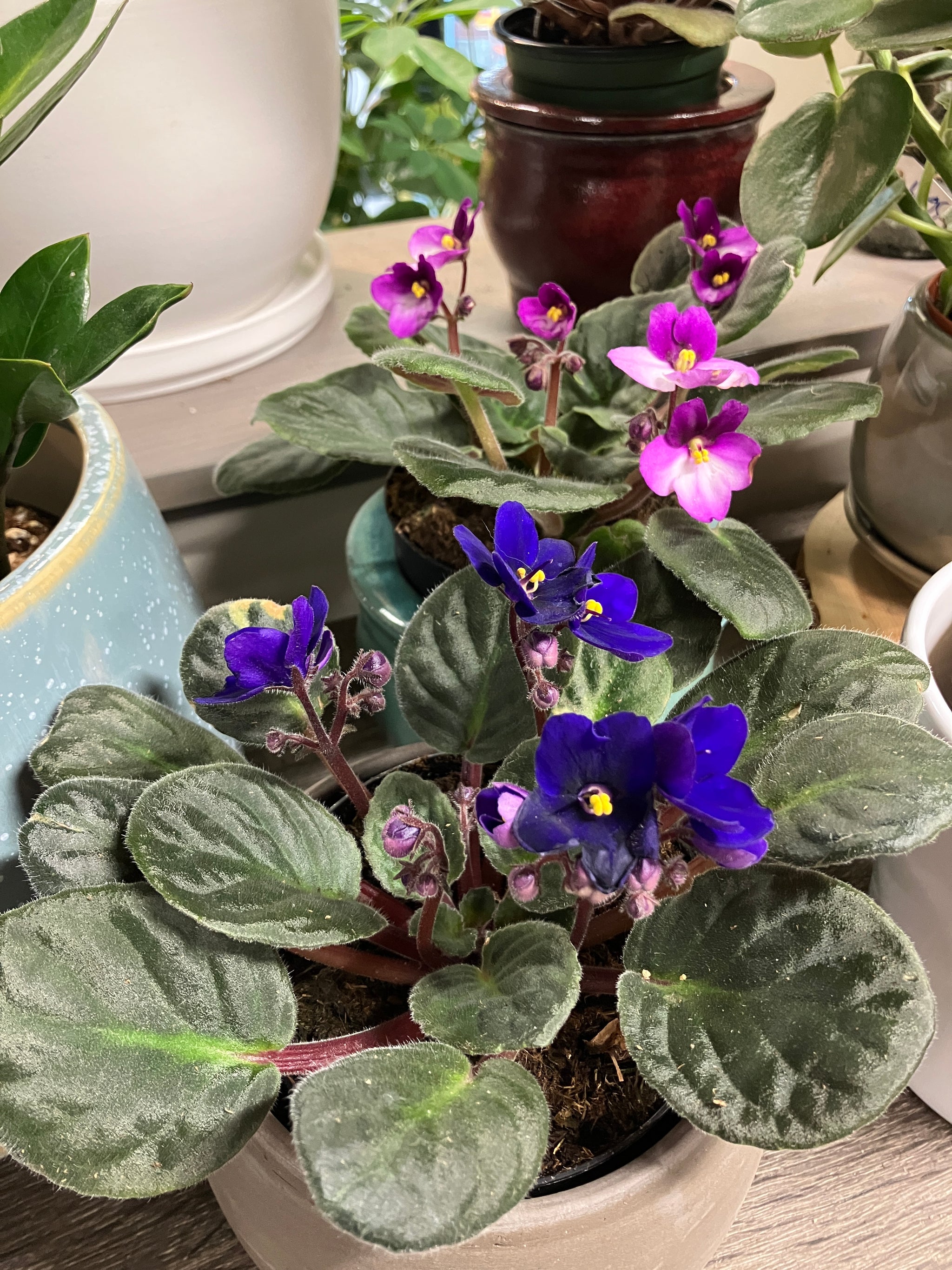Saintpaulia ionantha (African Violet) – Verdant Yakima