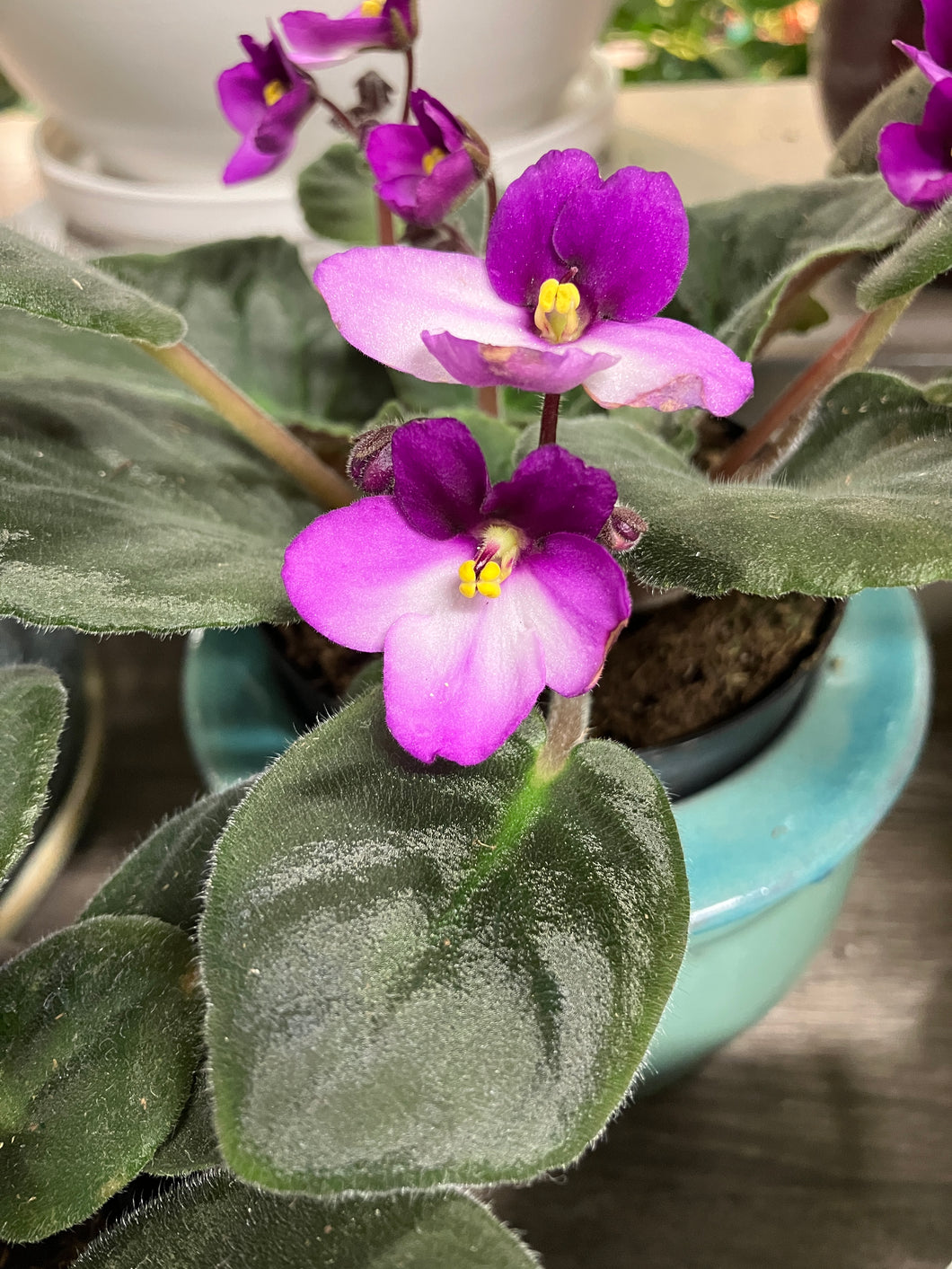 Saintpaulia ionantha (African Violet)