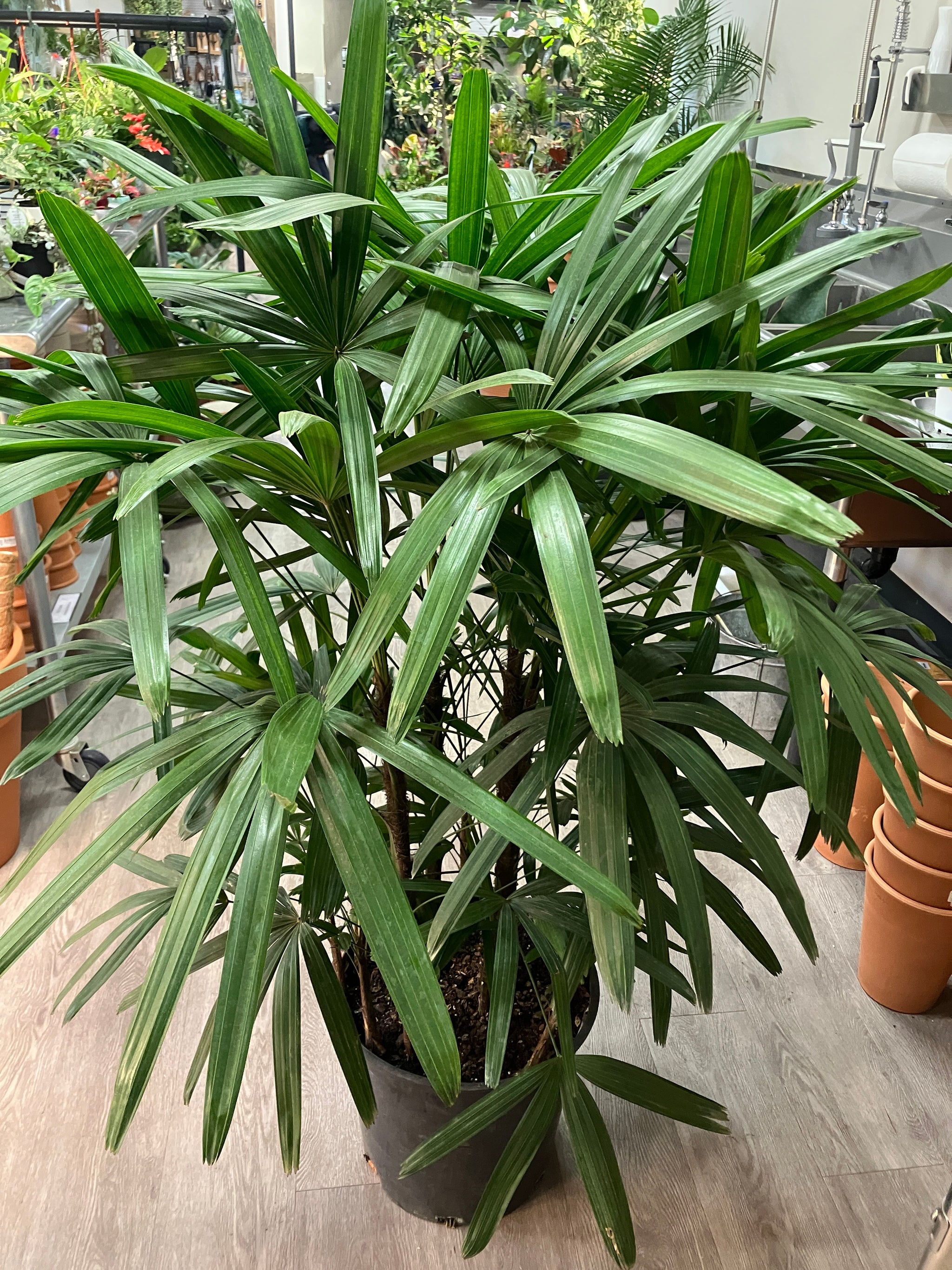 rhapis indoor plant Rhapis excelsa (Lady Palm) – Verdant Yakima