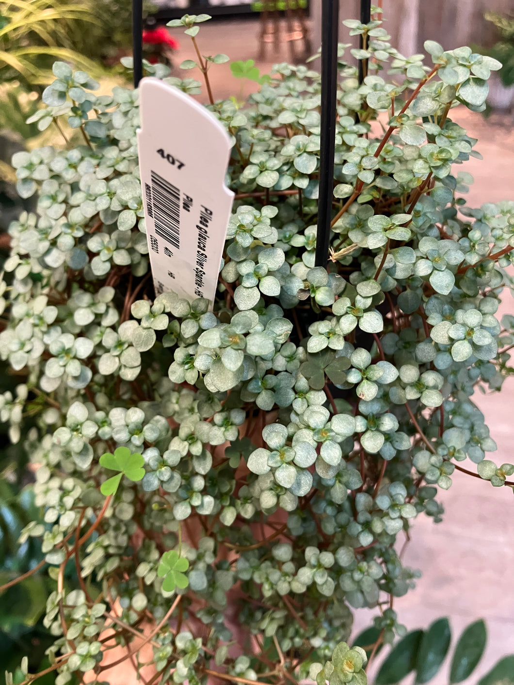 Pilea glauca 'Silver Sparkle' (Friendship Plant)